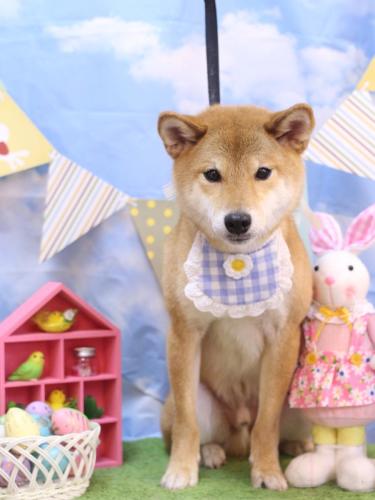 20240316れんたろうくん